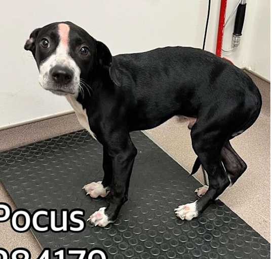 Photo of POCUS