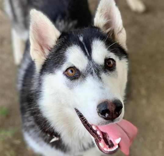 Photo of Dog