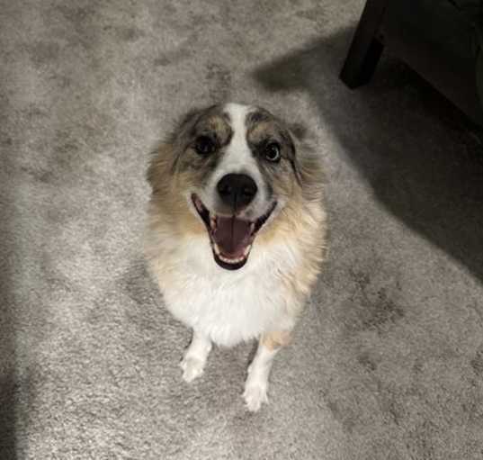Photo of KODA