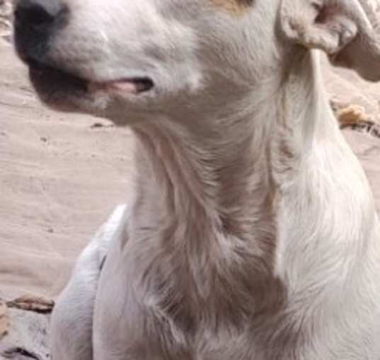 Photo of SPOT