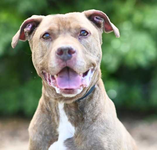 Photo of BUDDY