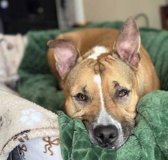 Photo of COOKIE