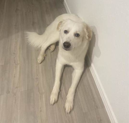Photo of KALI
