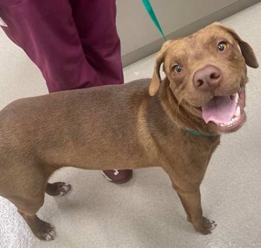 Photo of RUSTY