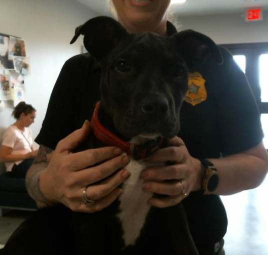 Photo of ONYX