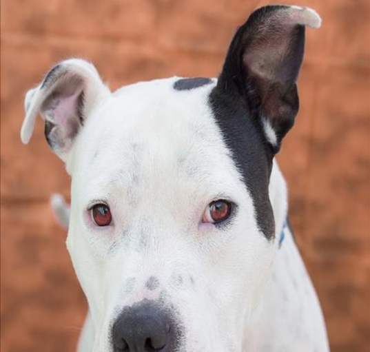 Photo of TROOPER