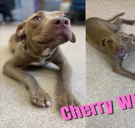 Photo of CHERRY WHEAT