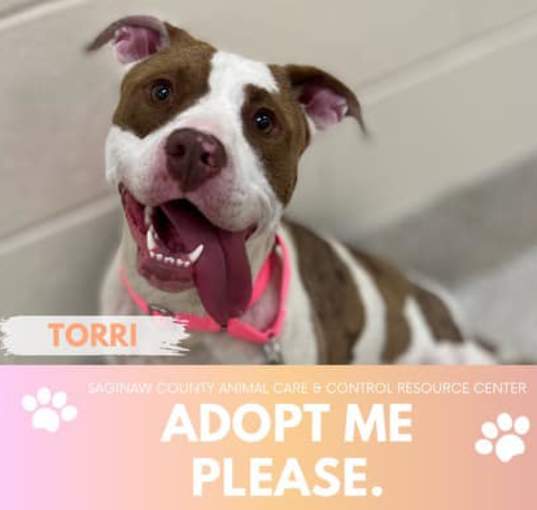Photo of TORRI