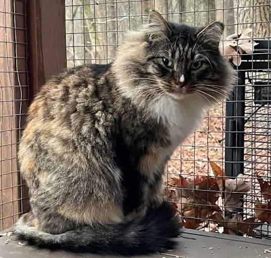 Photo of Sheba