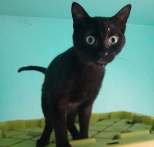 Photo of Edison (Eddie) - In Foster