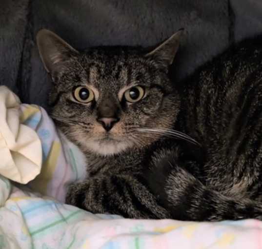 Photo of Bowser