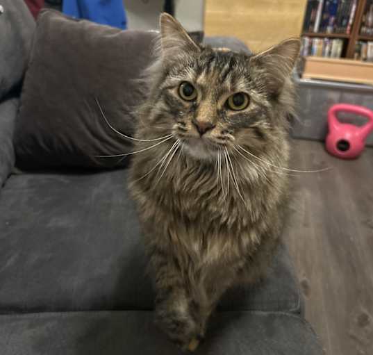 Photo of Nala