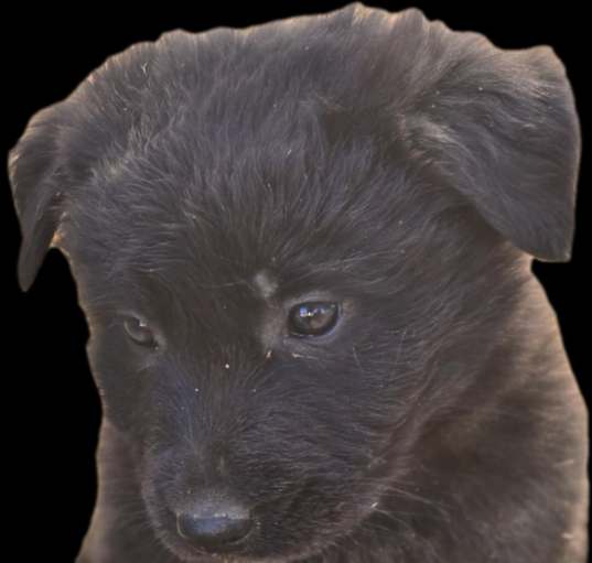 Photo of Cain