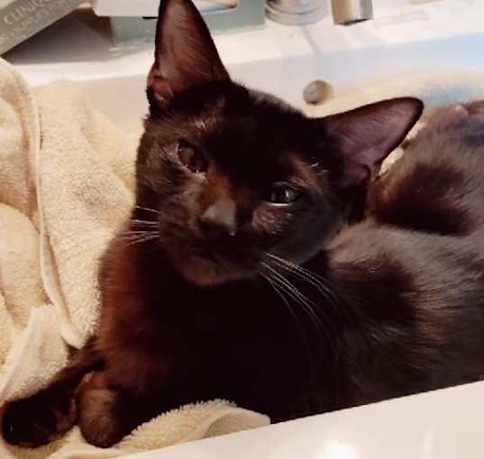 Photo of Athena