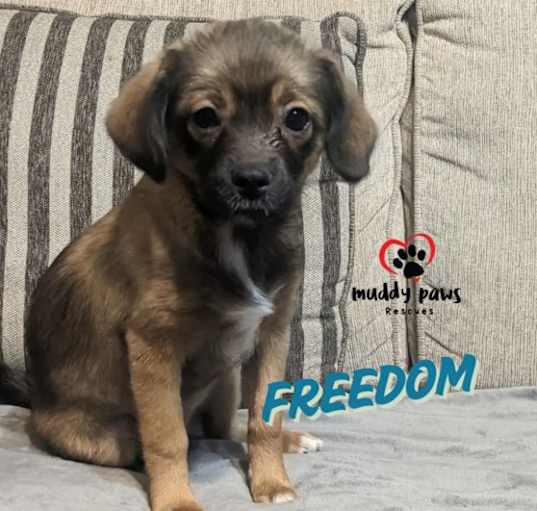 Photo of Patriotic Litter:  Freedom - Adoption Pending