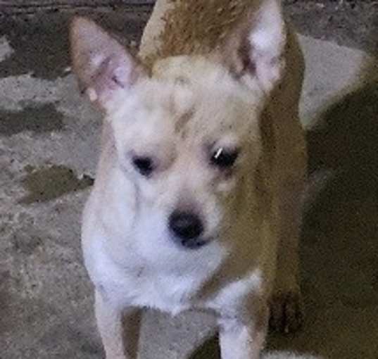 Photo of Oscar