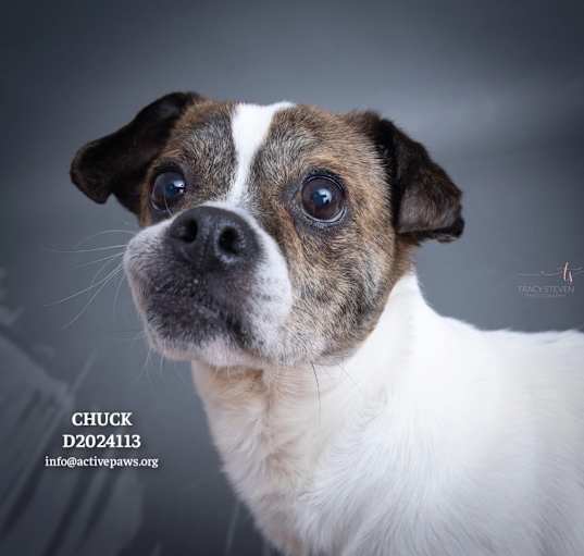 Photo of Chuck