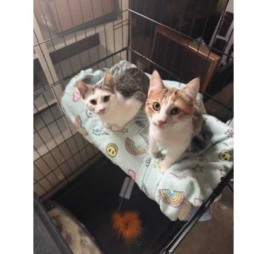 Photo of Chess&Cody
