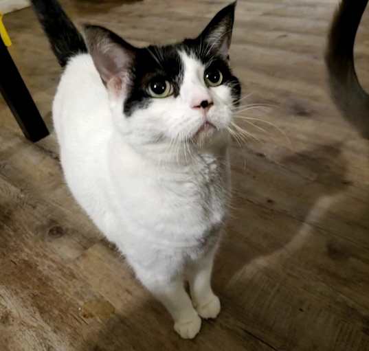 Photo of Moosey "Moo Moo"