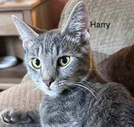Photo of Harry