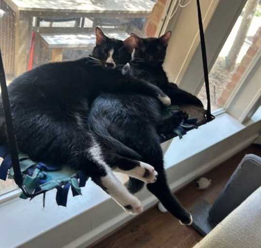 Photo of Tipsy
