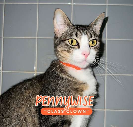 Photo of Pennywise