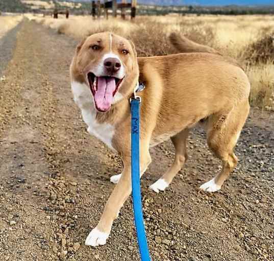 Photo of Chip