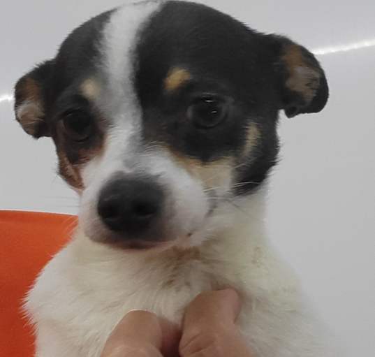 Photo of Kirby (formerly Kip)