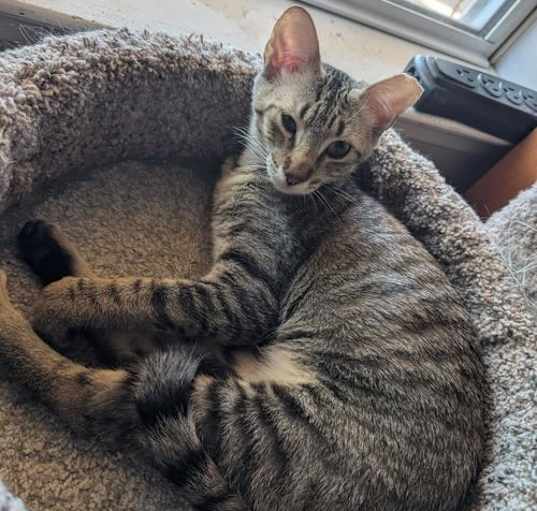 Photo of GRETEL