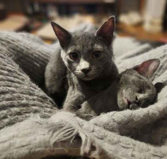 Photo of Cinders