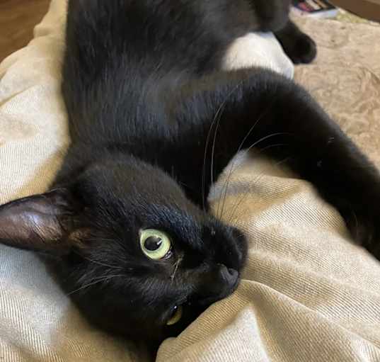 Photo of Silky - Elegant black young female - Needs a Home!