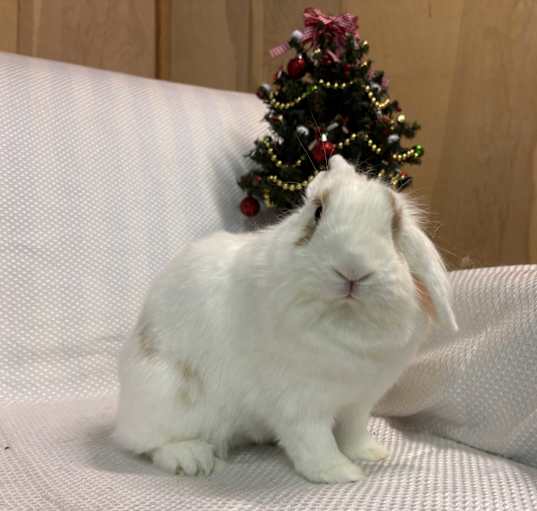 Photo of Athena