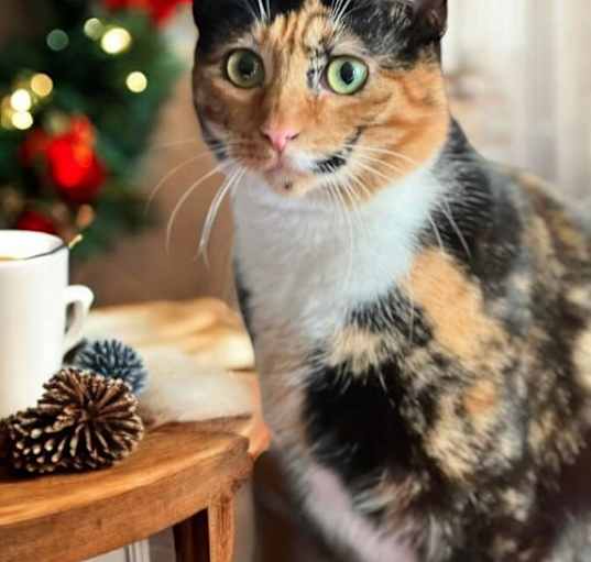 Photo of Sweet Pea