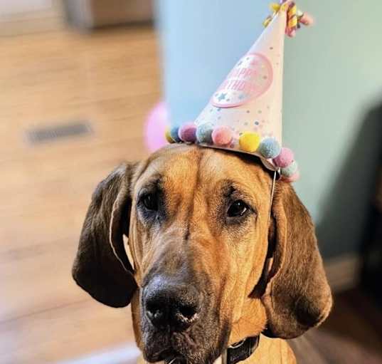 Photo of Otis