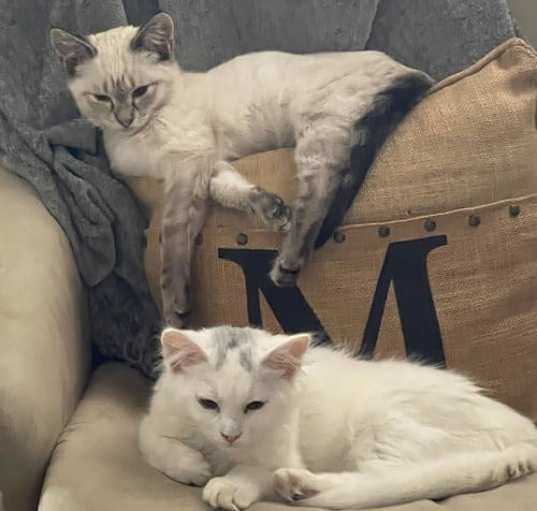 Photo of Dunkin & Donut