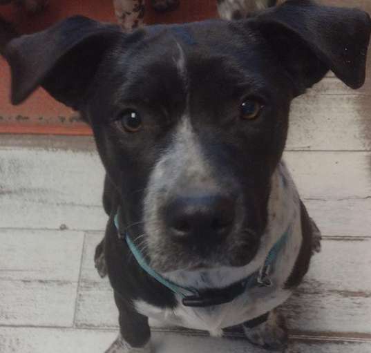 Photo of Snickers