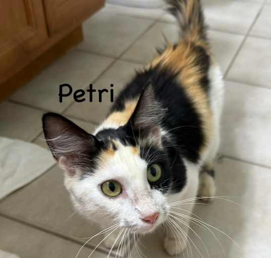 Photo of Petri