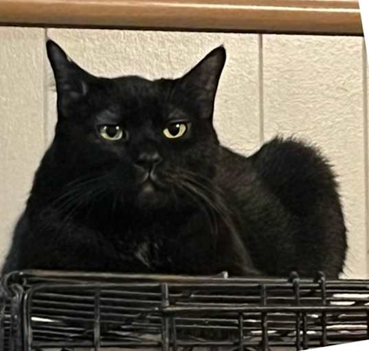 Photo of BeeGee (In/Out)