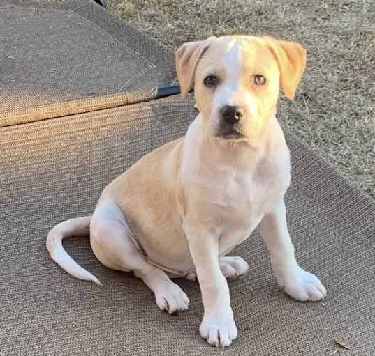 Photo of Ranger