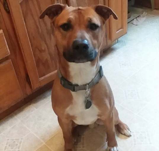 Photo of Scooby Doo