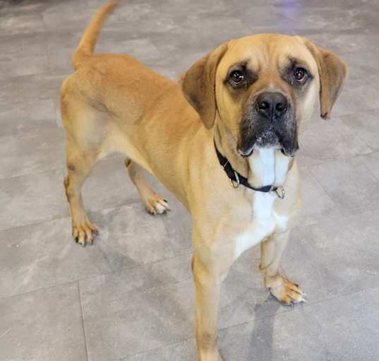 Photo of Cooper