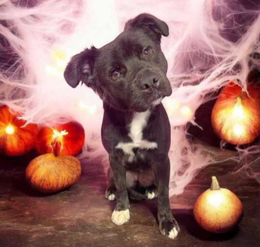 Photo of Nova