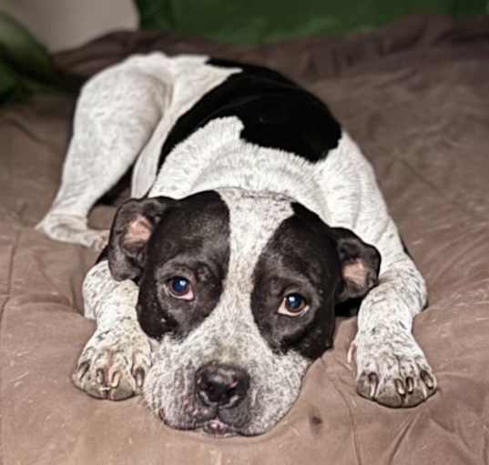 Photo of Oreo
