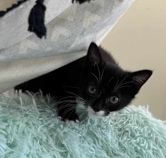 Photo of Raven