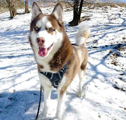 Photo of Loki