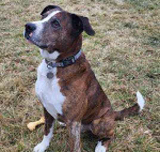 Photo of Bruiser