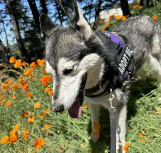 Photo of Prancer the Dancer