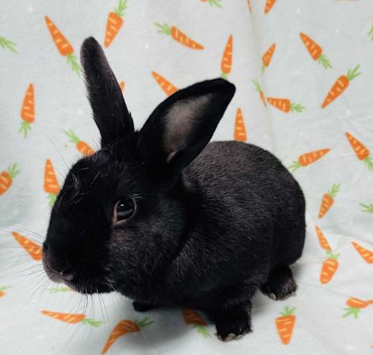 Photo of Trixie