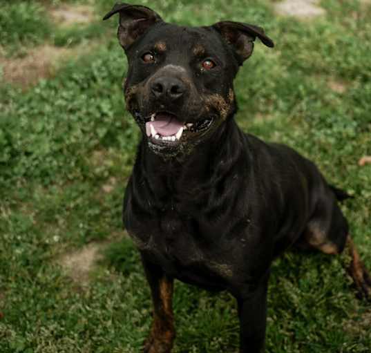 Photo of Spartan