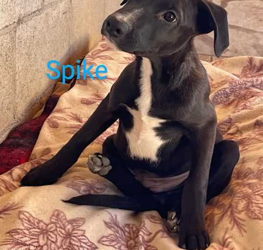 Photo of Spike